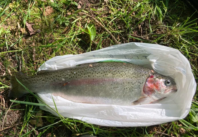Regenbogenforelle