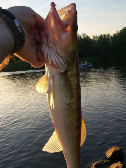 Zander