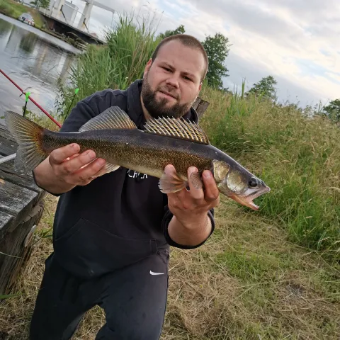 Zander