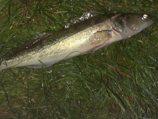 Zander