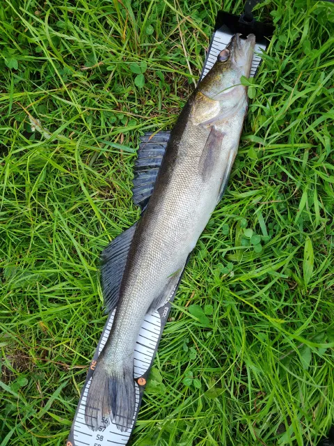 Zander