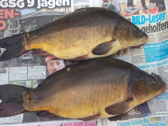Karpfen