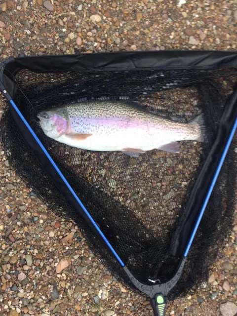 Regenbogenforelle