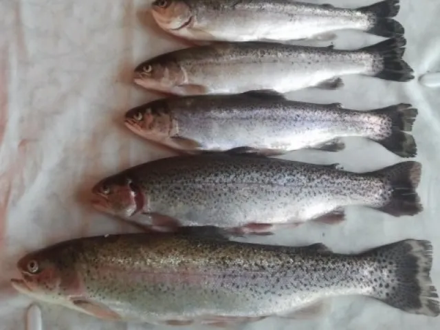 Regenbogenforelle