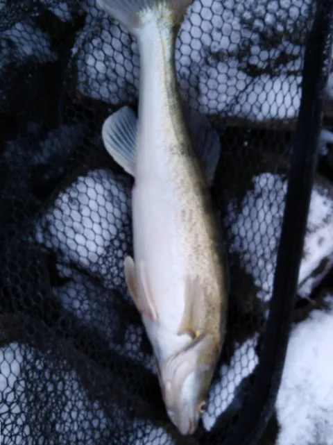 Zander