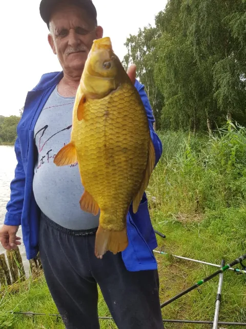 Karausche