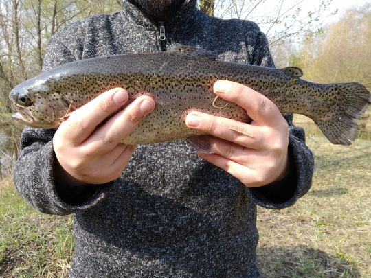Regenbogenforelle