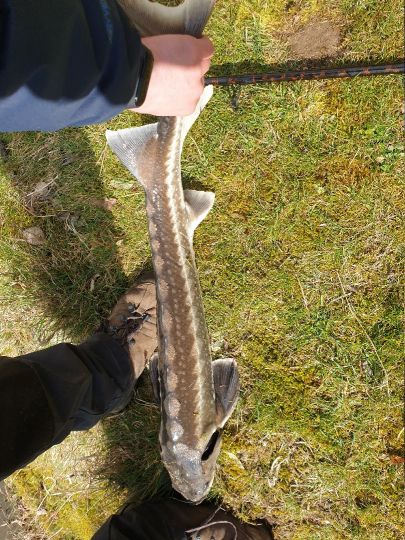 Stör