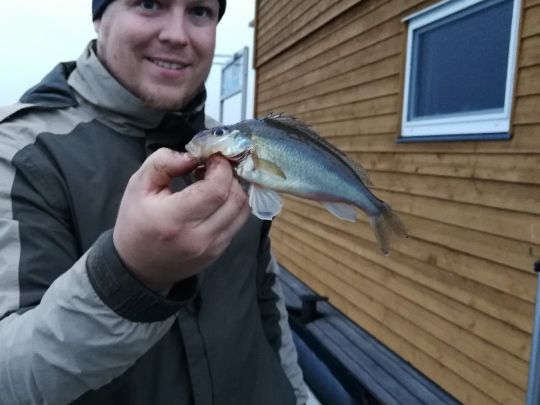 Kaulbarsch