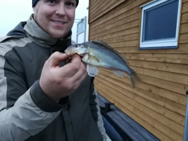 Kaulbarsch