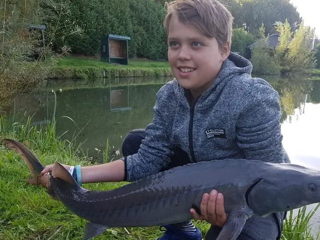 Stör