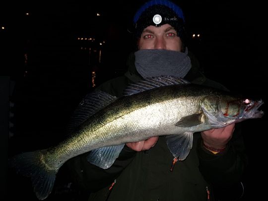 Zander