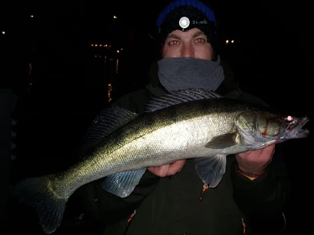 Zander