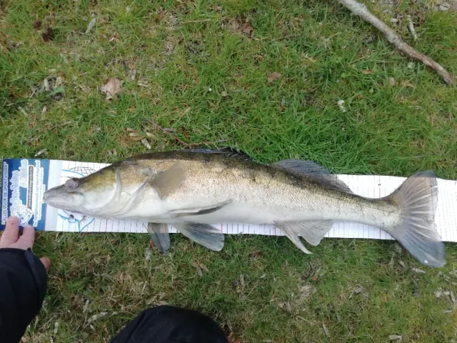 Zander