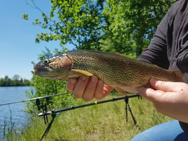 Regenbogenforelle