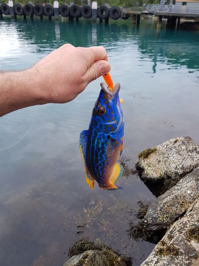 Lippfisch