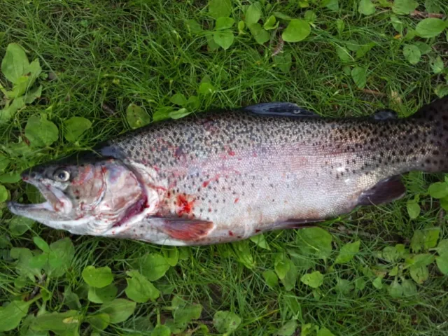 Regenbogenforelle