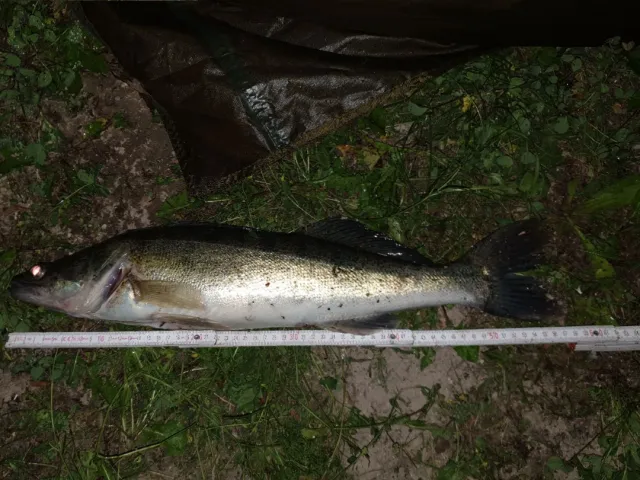 Zander