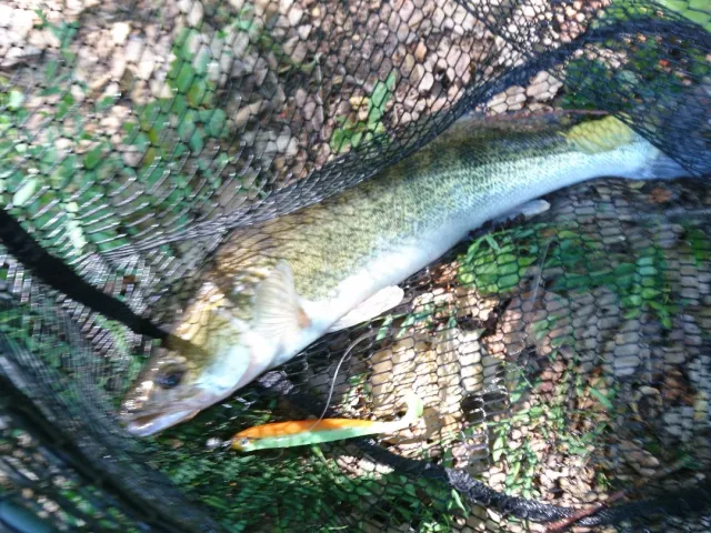 Zander