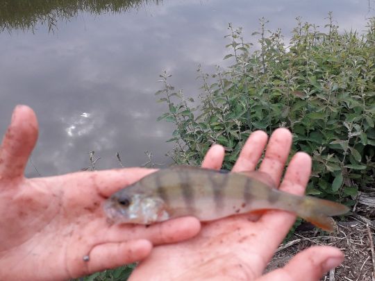 Flussbarsch
