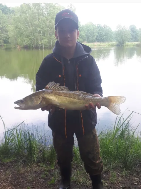 Zander