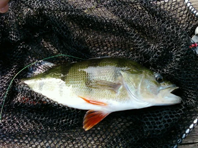 Flussbarsch