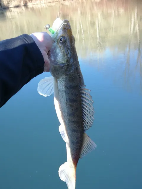 Zander