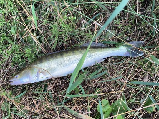 Zander