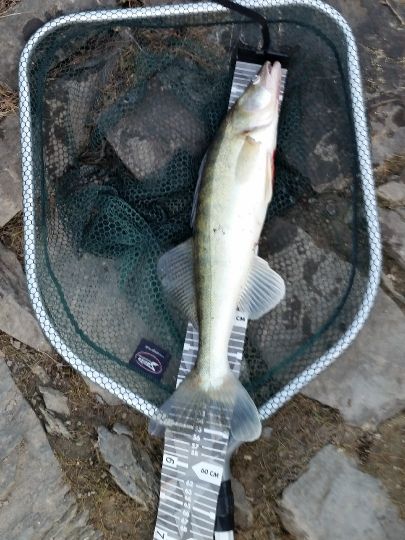 Zander