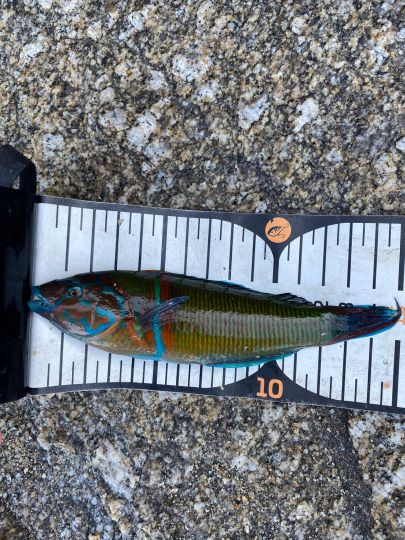 Lippfisch