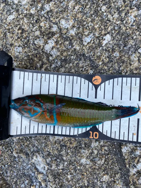 Lippfisch