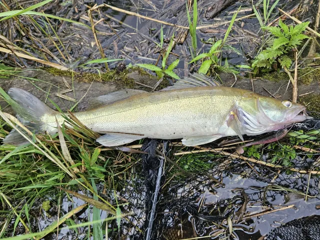 Zander