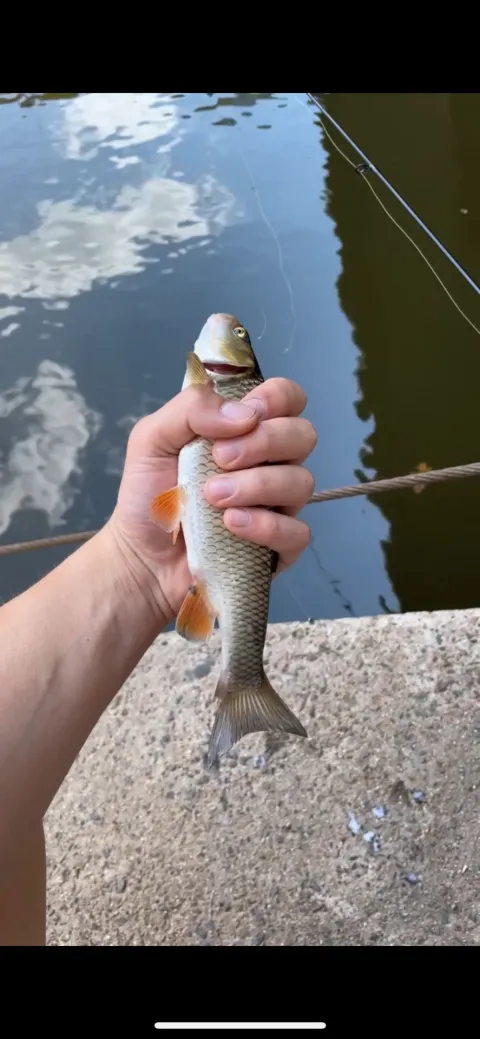Döbel