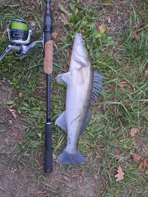 Zander
