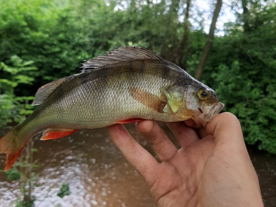 Flussbarsch