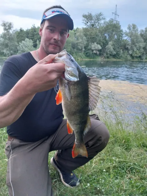 Flussbarsch
