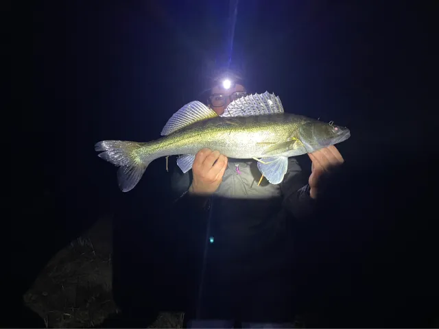 Zander
