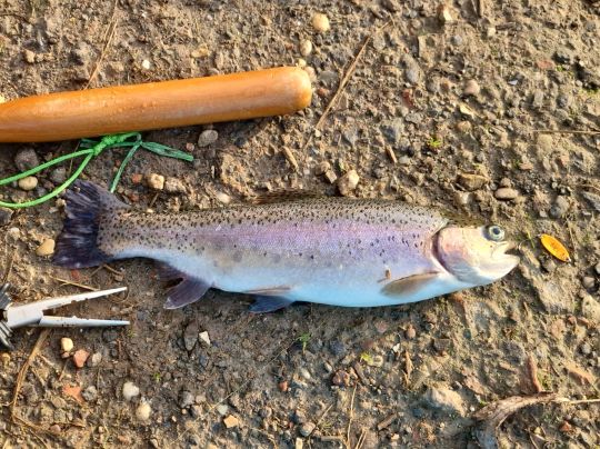 Regenbogenforelle