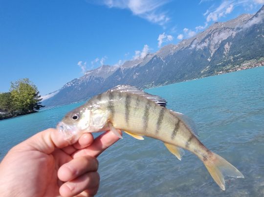 Flussbarsch