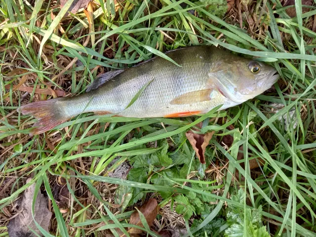 Flussbarsch