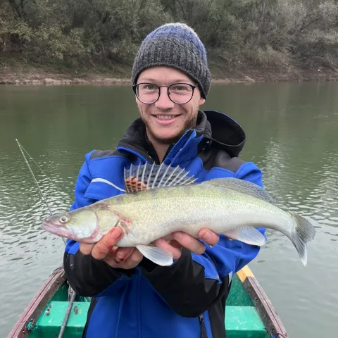 Zander