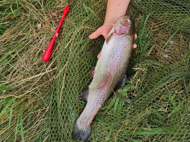 Regenbogenforelle