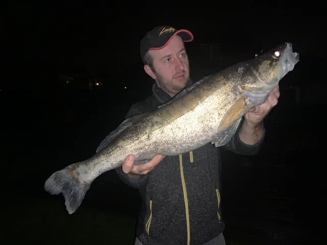 Zander