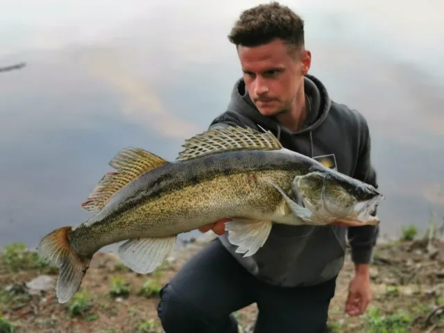 Zander
