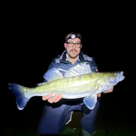Zander