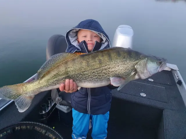 Zander