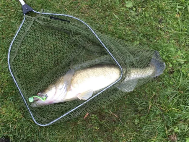 Zander