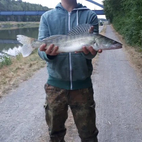 Zander