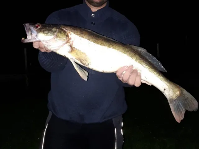 Zander