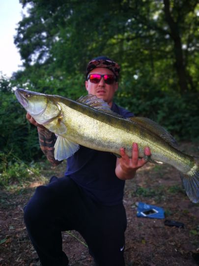 Zander